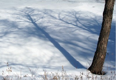 20070206shadow1.jpg