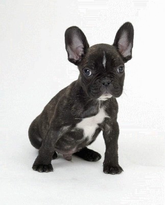 french bulldog.jpg