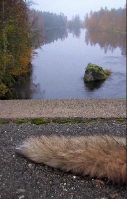 There_was_a_fox_at_the_bridge_by_kosmonauttihai.jpg