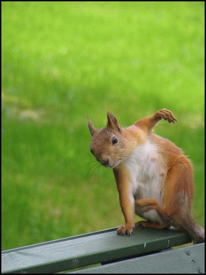 orava___a_squirrel.jpg