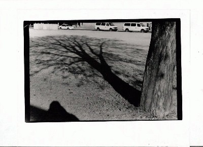 Shadow+tree.jpg