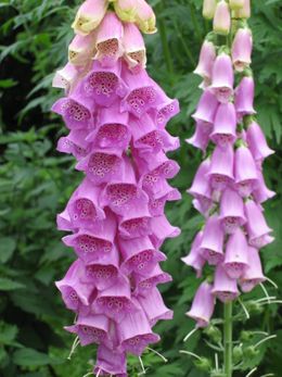 260px-Digitalis_Purpurea.jpg