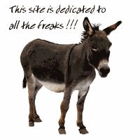 donkey..gif