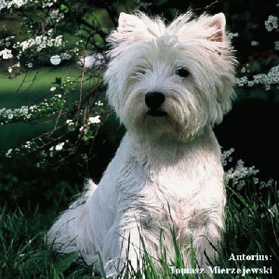 unys Vakar kotijos baltasis terjeras (West Highland White Terrier).jpg