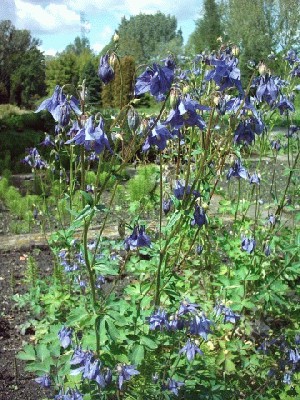 Orlik_pospolity_Aquilegia_vulgaris sinavadas.jpg