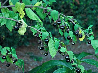 atropa_belladonna_np.jpg