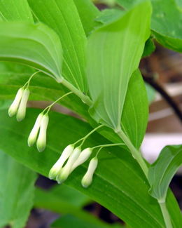 260px-Polygonatum_odoratum_resize.jpg