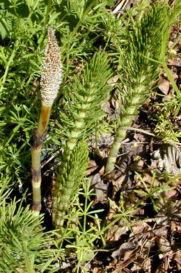 Equisetum.jpg