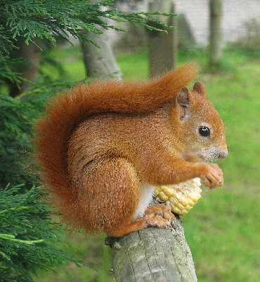 Squirrel_Pose.jpg