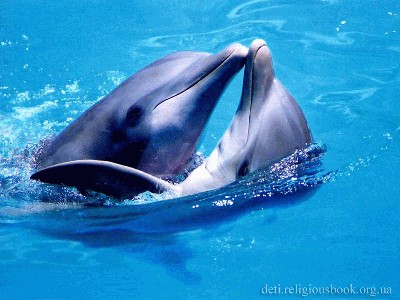 delfiny.jpg