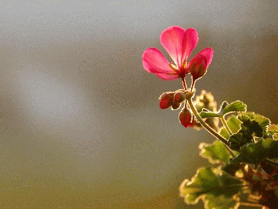 flower_in_morning_sun.jpg