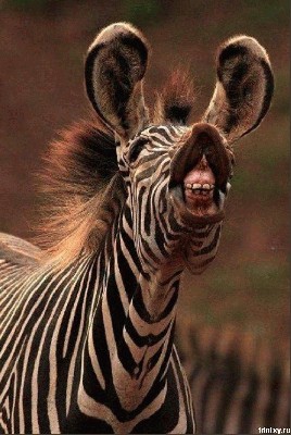 zebras.jpg
