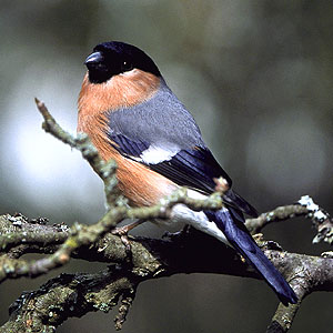 bullfinch_01.jpg