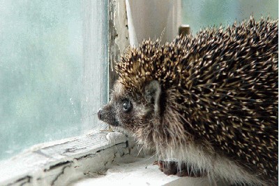 Hedgehog_in_sorrow.jpg
