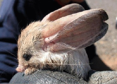 long_eared_jerboa-s468x337-2277-580.jpg