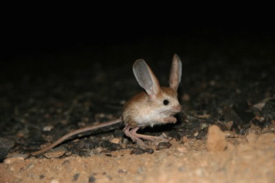 1210jerboa2.jpg