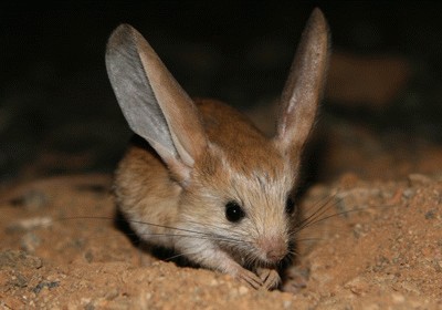 1210jerboa.jpg