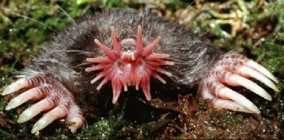 star_nosed_mole-s1360x673-2274-580.jpg