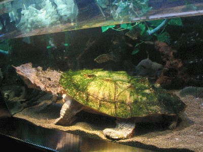 Matamata_turtle_2048x1536.jpg