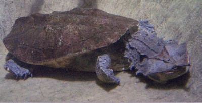 Chelus_fimbriatus_2005.jpg