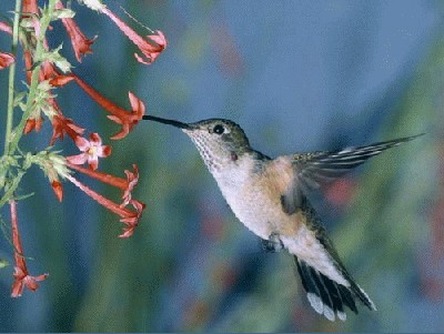 kolibris (1).jpg