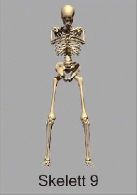 skelett9_480.jpg