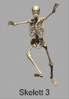 skelett3_480.jpg
