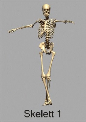 skelett1_480.jpg