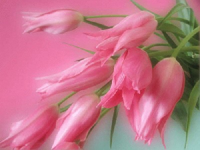 tulpes-3.jpg