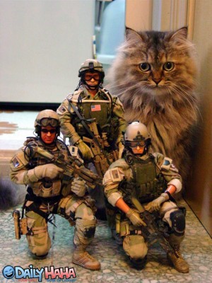 army_cat.jpg