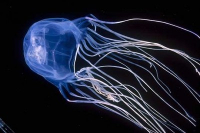 Australijos meduza.jpg