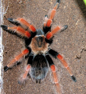 Brachypelma_sp.%2C_2006-12-02.jpg