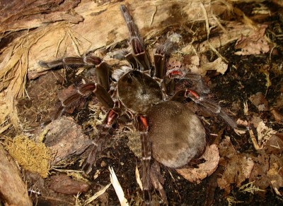 THERAPHOSA_BLONDI_HEMBRA_ADULTA.jpg