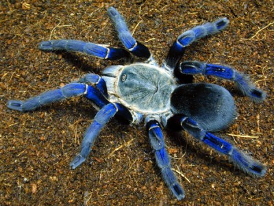 cobalt%20blue%20tarantula.jpg