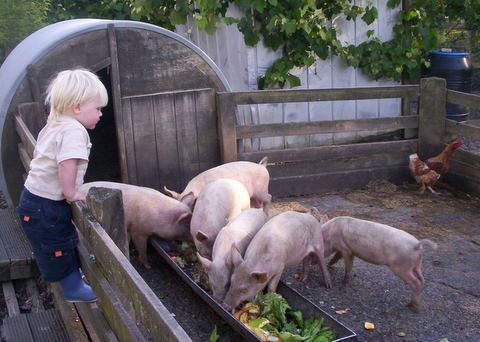 pigs1.jpg