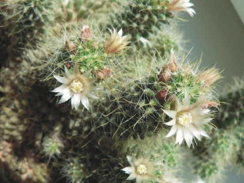 kaktusas02.jpg