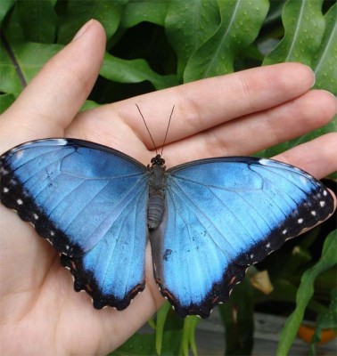091026-morpho-butterfly-02.jpg