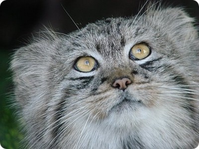 manul18.jpg