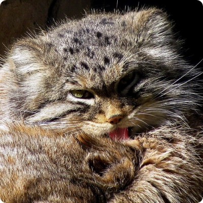 manul13.jpg