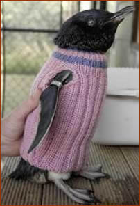 pinguins_sweaters-786415.jpg