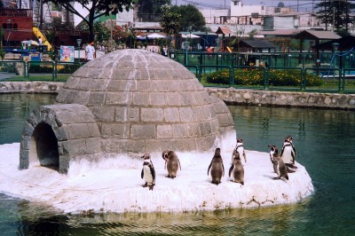 Huachipa_Pinguins.jpg