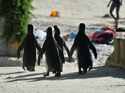 penguins-7.jpg