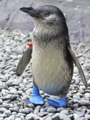 061115-penguin-shoes_big.jpg