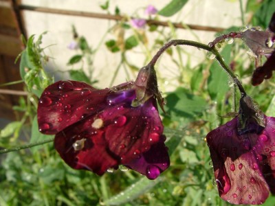 DSCF7462.JPG