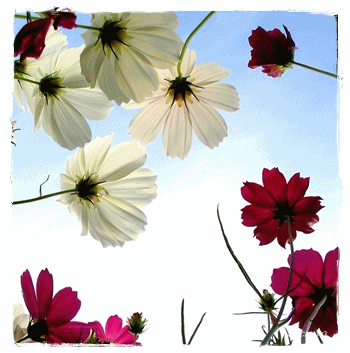 fleur-anime-070.gif