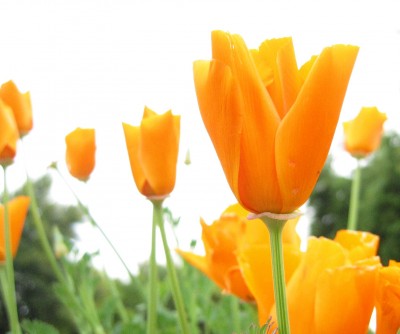 orange_flower.jpg