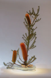 orange%20banksias%20in%20clear%20round%20-%20180wide.jpg