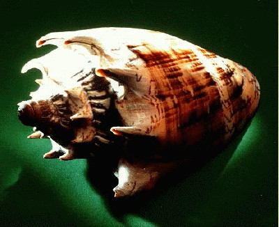 m-cymbio.jpg