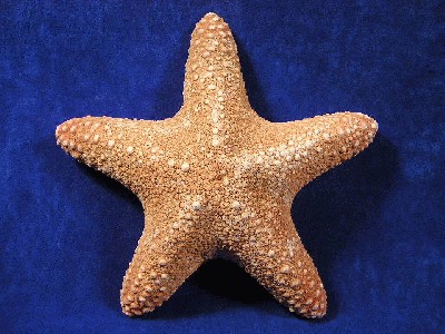 junglestarfish.jpg