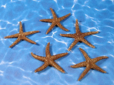 florida_starfish.jpg